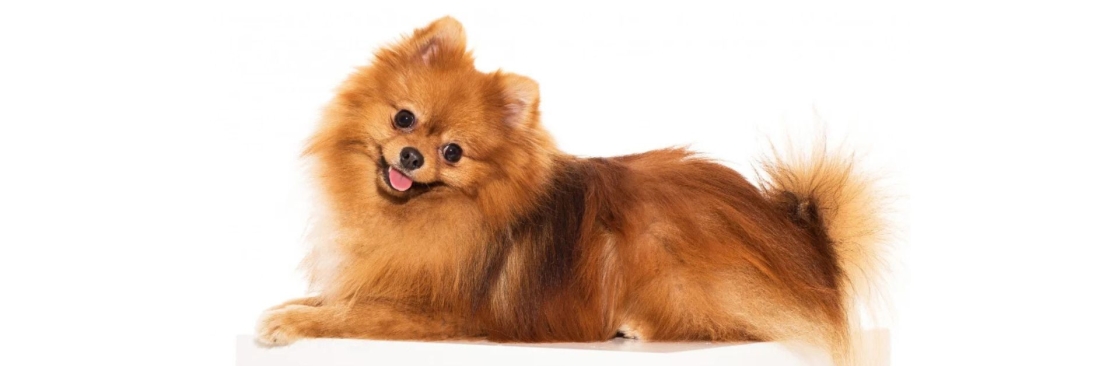 Burnettes Exclusive Pomeranians Cover Image