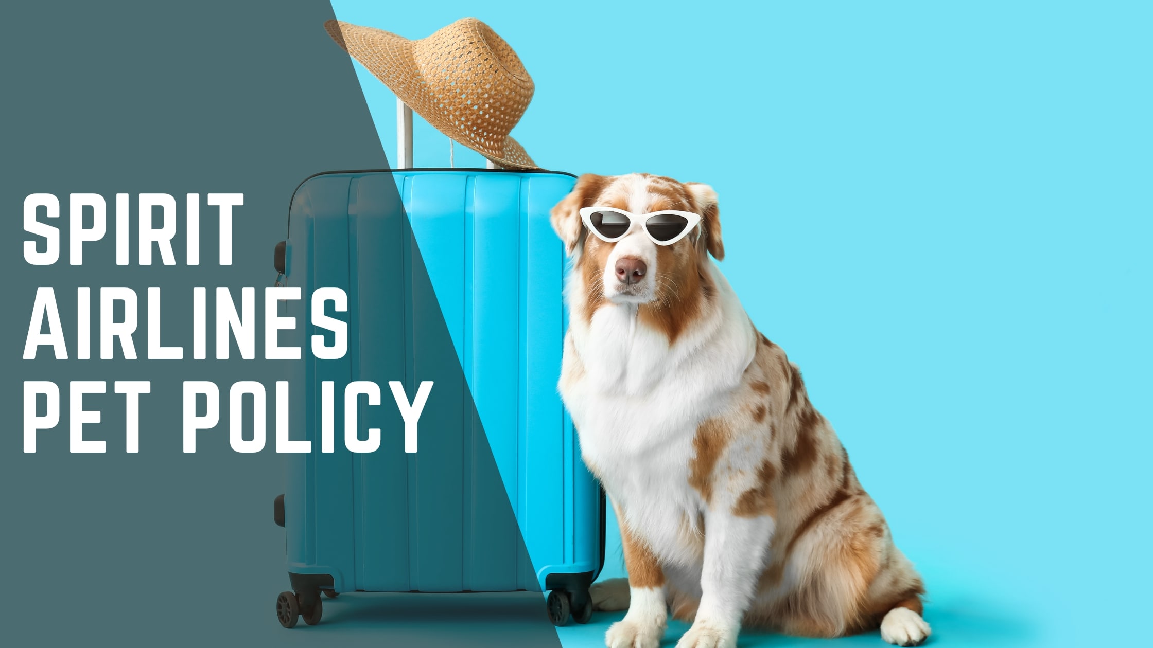 Spirit Airlines pet policy explained