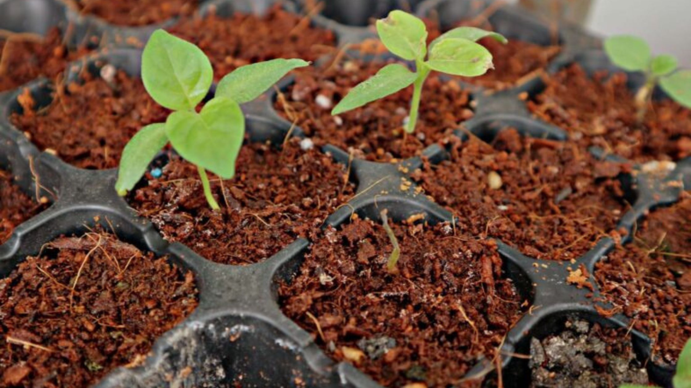 5 Reasons Cannabis Growers Swear by Coco Coir Substrate – Boost Growth Today! - Bcrelx
