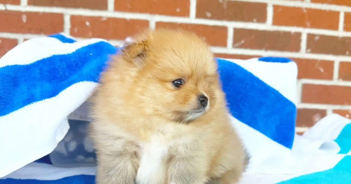 Finding Your Perfect Baby Doll Pomeranian in Georgia
