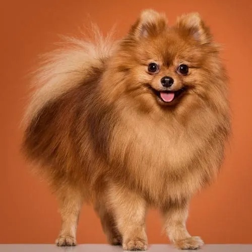 Adopting a Chocolate Parti Pomeranian in Georgia – @burnetteexclusivepomeranians on Tumblr