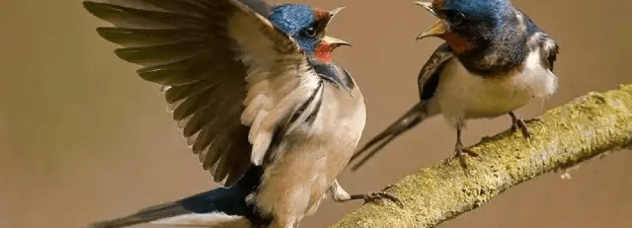 chim canh quy tran Cover Image