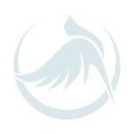 chim canh quy tran Profile Picture